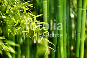 Natura - Podłogi 3D, Szkło dekoracyjne, Obrazy, Naklejki naścienne