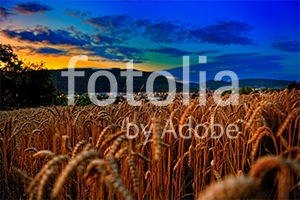 Natura - Podłogi 3D, Szkło dekoracyjne, Obrazy, Naklejki naścienne
