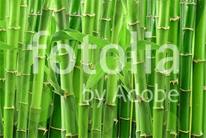 Natura - Podłogi 3D, Szkło dekoracyjne, Obrazy, Naklejki naścienne