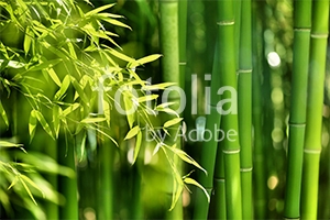 Natura - Podłogi 3D, Szkło dekoracyjne, Obrazy, Naklejki naścienne