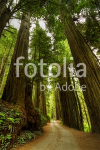 Natura - Podłogi 3D, Szkło dekoracyjne, Obrazy, Naklejki naścienne