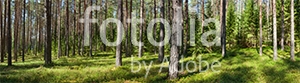 Natura - Podłogi 3D, Szkło dekoracyjne, Obrazy, Naklejki naścienne