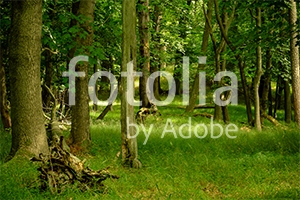 Natura - Podłogi 3D, Szkło dekoracyjne, Obrazy, Naklejki naścienne