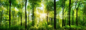 Natura - Podłogi 3D, Szkło dekoracyjne, Obrazy, Naklejki naścienne