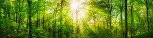 Natura - Podłogi 3D, Szkło dekoracyjne, Obrazy, Naklejki naścienne
