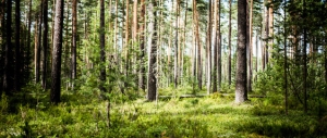 Natura - Podłogi 3D, Szkło dekoracyjne, Obrazy, Naklejki naścienne
